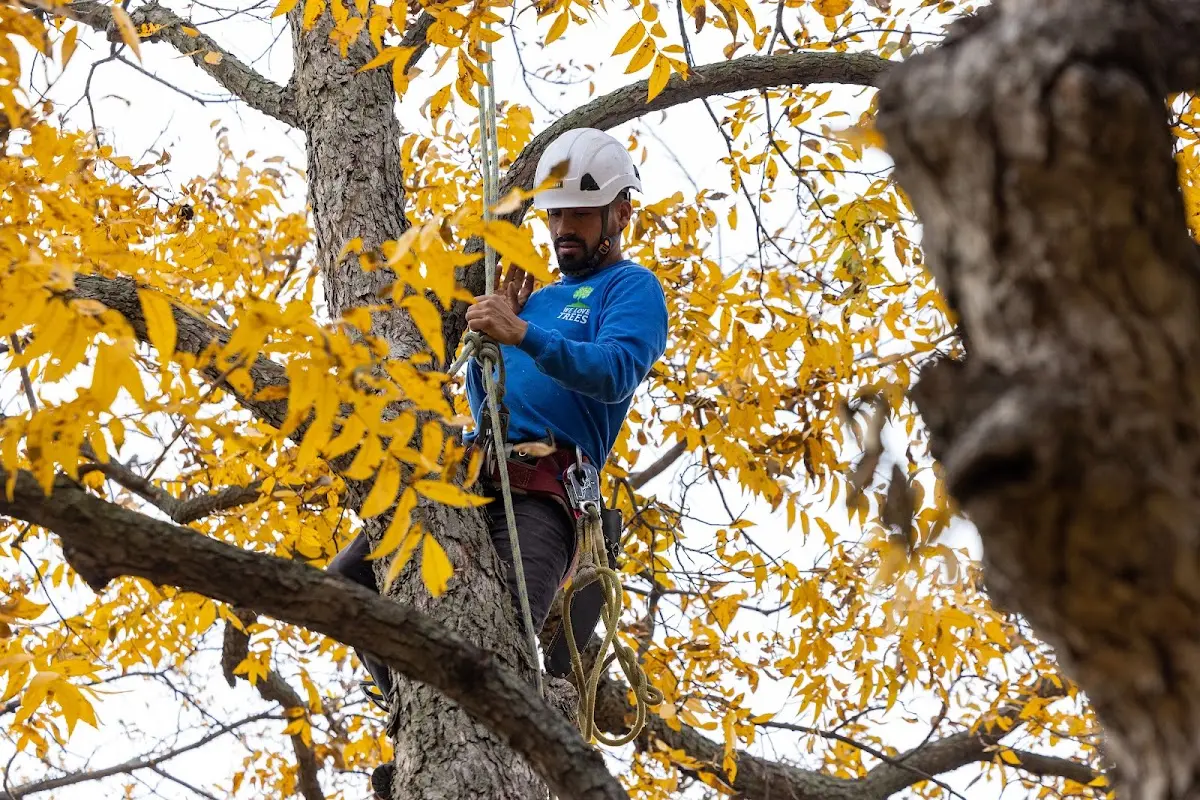 Skilled Tree Trimming crew working in Pewee Valley