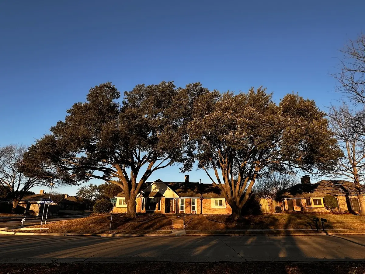 Established residential canopy tree shading a home in Pewee Valley
